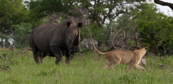 Amazulu-Safaris