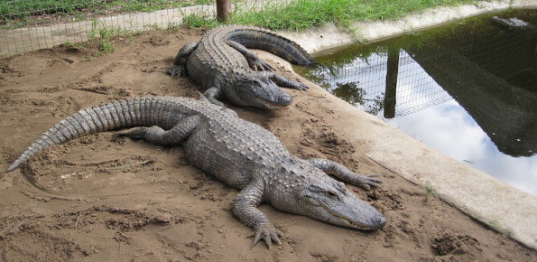 Crocodile-Centre-St-Lucia-1