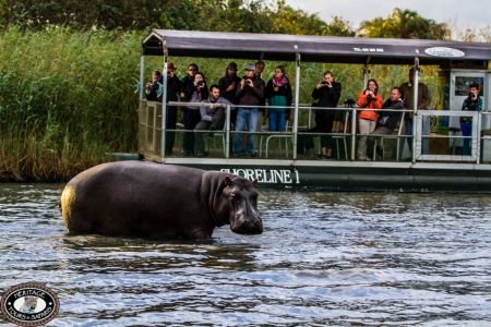 St Lucia South Africa Hippo