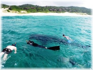 Swimming With A Whale Shark